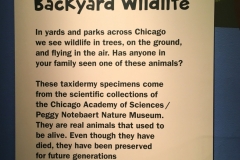 Backyard Wildlife panel