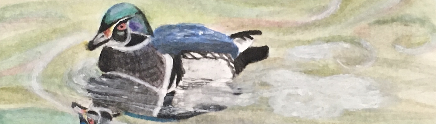 painting of a wood duck on water
